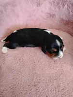 Jax , a male Cavalier King Charles Spaniel for sale in Glencoe, KY – Photo 3 of 6