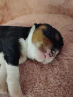 Toby, a male Cavalier King Charles Spaniel for sale in Glencoe, KY – Photo 5 of 7