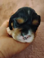 Toby, a male Cavalier King Charles Spaniel for sale in Glencoe, KY – Photo 3 of 7