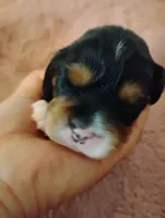 Toby, a male Cavalier King Charles Spaniel for sale in Glencoe, KY – Photo 2 of 7