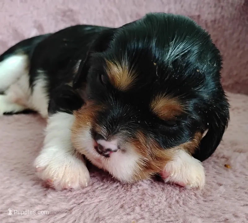 Toby – Cavalier King Charles Spaniel puppy for sale in Glencoe, KY