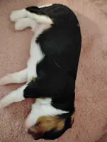 Toby, a male Cavalier King Charles Spaniel for sale in Glencoe, KY – Photo 4 of 7