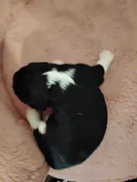 Toby, a male Cavalier King Charles Spaniel for sale in Glencoe, KY – Photo 6 of 7