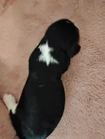 Toby, a male Cavalier King Charles Spaniel for sale in Glencoe, KY – Photo 1 of 7