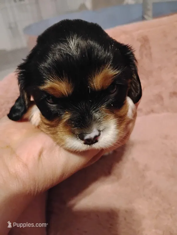 Toby – Cavalier King Charles Spaniel puppy for sale in Glencoe, KY