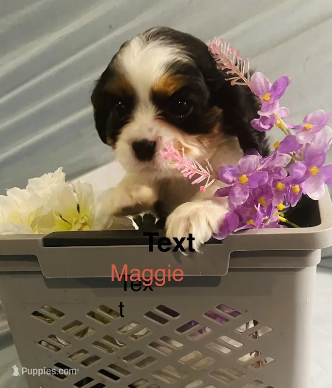 Maggie 