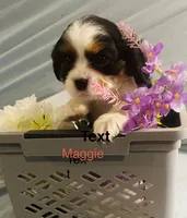 Maggie , a female Cavalier King Charles Spaniel for sale in New York, NY – 1 of 1