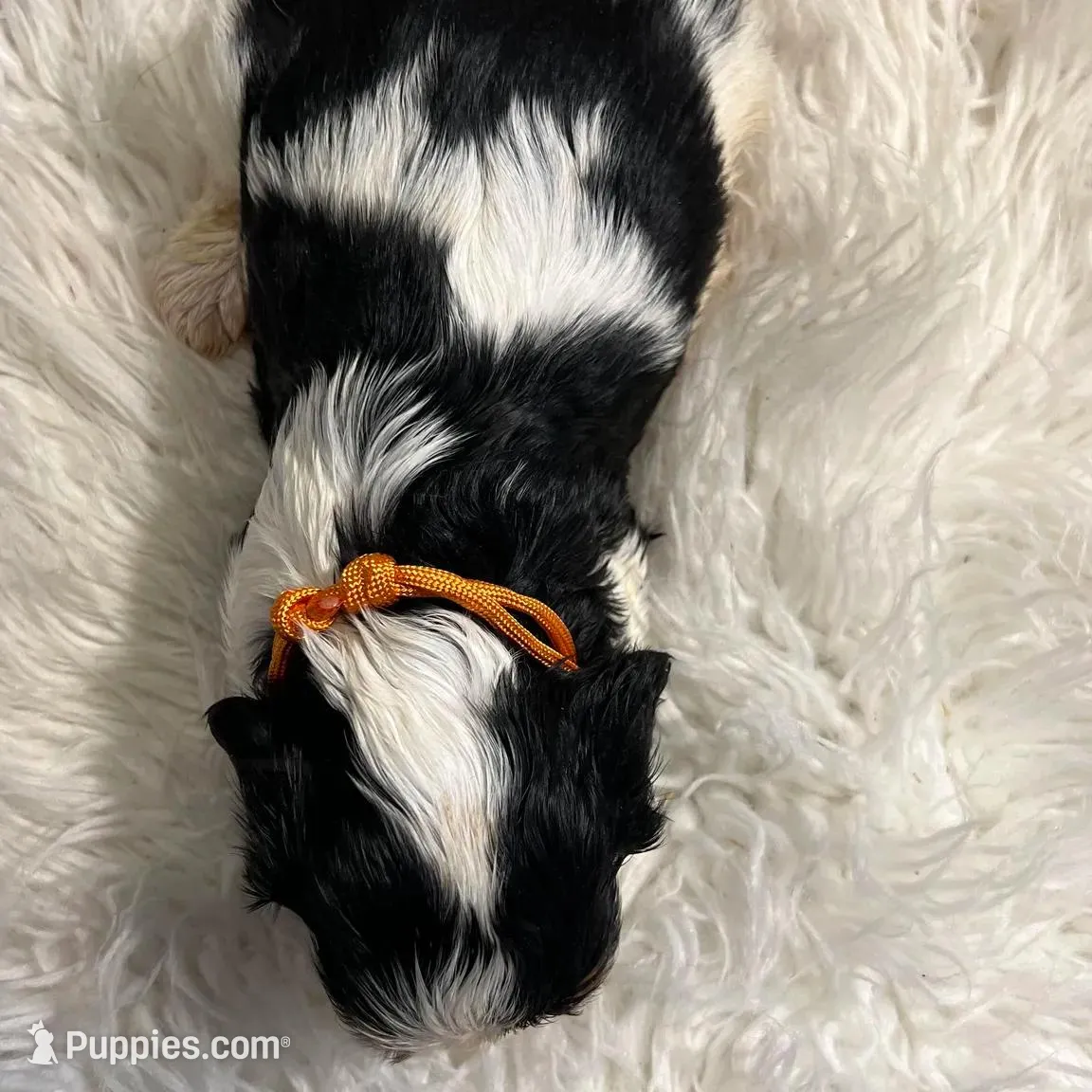 Duke, a male Cavalier King Charles Spaniel for sale in New York, NY – Photo 2 of 3