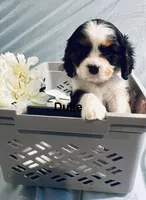 Duke, a male Cavalier King Charles Spaniel for sale in New York, NY – Photo 2 of 2