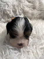 Duke, a male Cavalier King Charles Spaniel for sale in New York, NY – Photo 1 of 3