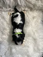 Max, a male Cavalier King Charles Spaniel for sale in New York, NY – Photo 2 of 2