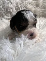 Max, a male Cavalier King Charles Spaniel for sale in New York, NY – Photo 1 of 2