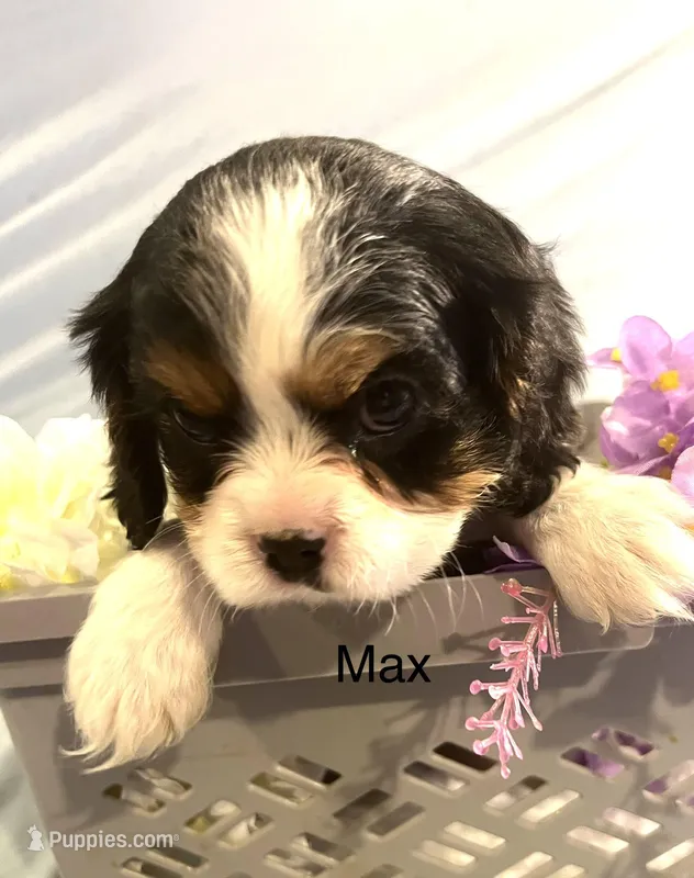 Max