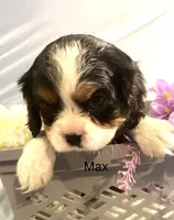 Max, a male Cavalier King Charles Spaniel for sale in New York, NY – 1 of 1