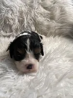 Buddy , a male Cavalier King Charles Spaniel for sale in New York, NY – Photo 1 of 2