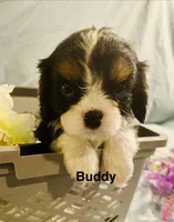 Buddy , a male Cavalier King Charles Spaniel for sale in New York, NY – 1 of 1