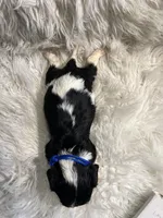 Buddy , a male Cavalier King Charles Spaniel for sale in New York, NY – Photo 2 of 2