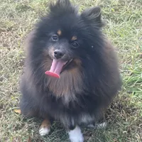 AKC Tucker, a male Pomeranian for sale in Midville, GA – Photo 1 of 5