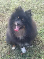 AKC Tucker, a male Pomeranian for sale in Midville, GA – Photo 1 of 5