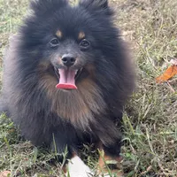 AKC Tucker, a male Pomeranian for sale in Midville, GA – Photo 4 of 5