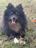 AKC Tucker, a male Pomeranian for sale in Midville, GA – Photo 4 of 5