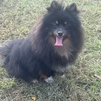 AKC Tucker, a male Pomeranian for sale in Midville, GA – Photo 5 of 5