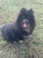 AKC Tucker, a male Pomeranian for sale in Midville, GA – Photo 5 of 5