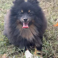 AKC Tucker, a male Pomeranian for sale in Midville, GA – Photo 2 of 5