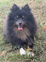 AKC Tucker, a male Pomeranian for sale in Midville, GA – Photo 2 of 5