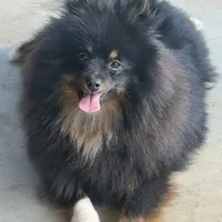 AKC Tucker, a male Pomeranian for sale in Midville, GA – Photo 3 of 5