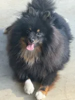 AKC Tucker, a male Pomeranian for sale in Midville, GA – Photo 3 of 5