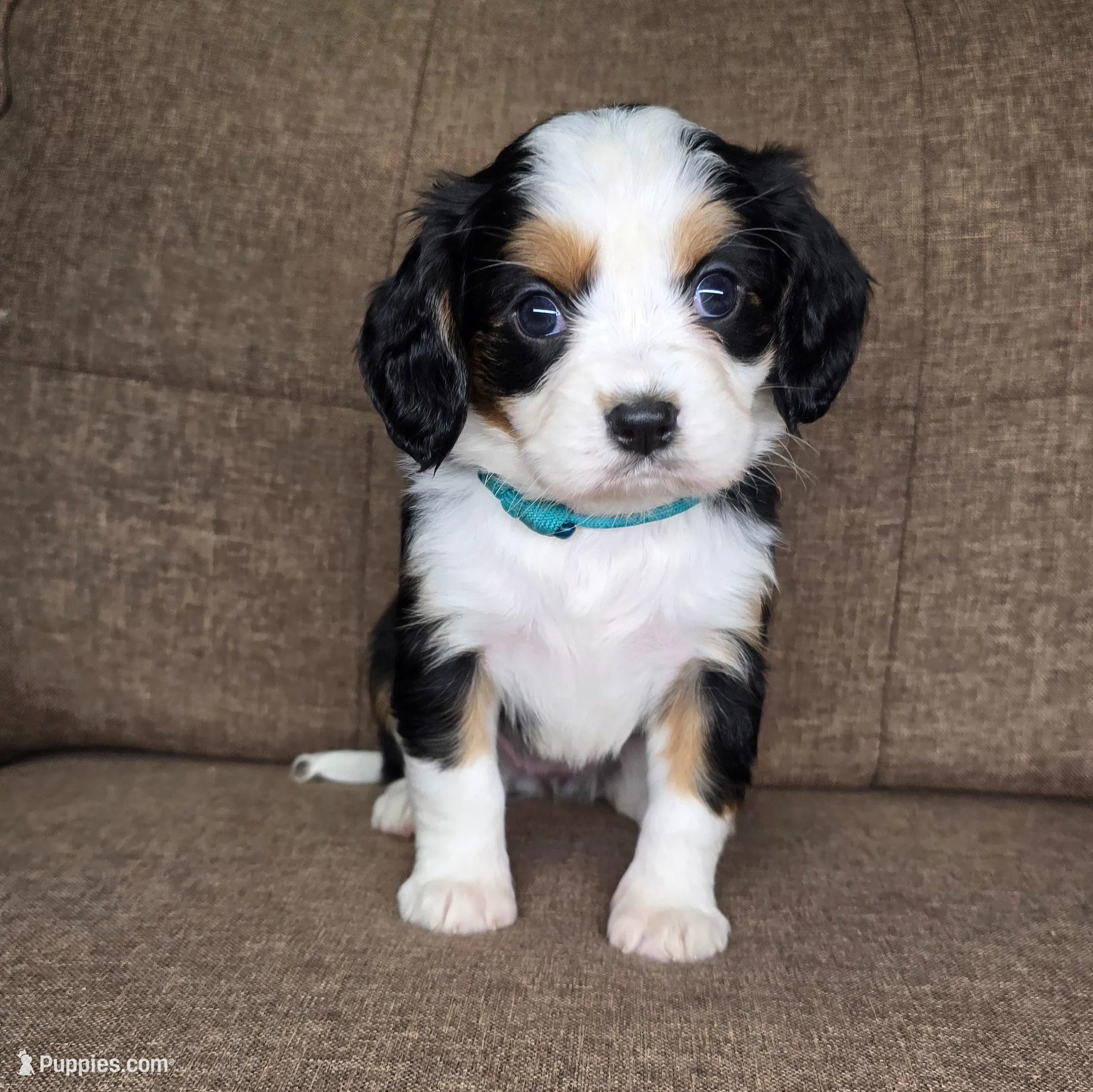 "Paris" (teal collar) , a female Bernese Mountain Dog and Cavalier King Charles Spaniel for sale in Cuba City, WI – Photo 1 of 3