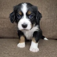 "Oslo" (navy collar) , a male Bernese Mountain Dog and Cavalier King Charles Spaniel for sale in Cuba City, WI – Photo 3 of 3