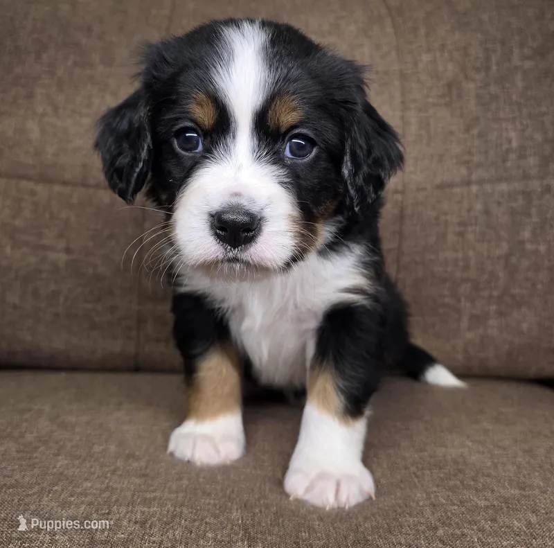 "Oslo" (navy collar)  – Bernese Mountain Dog, Cavalier King Charles Spaniel puppy for sale in Cuba City, WI