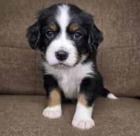 "Oslo" (navy collar) , a male Bernese Mountain Dog and Cavalier King Charles Spaniel for sale in Cuba City, WI – Photo 2 of 3