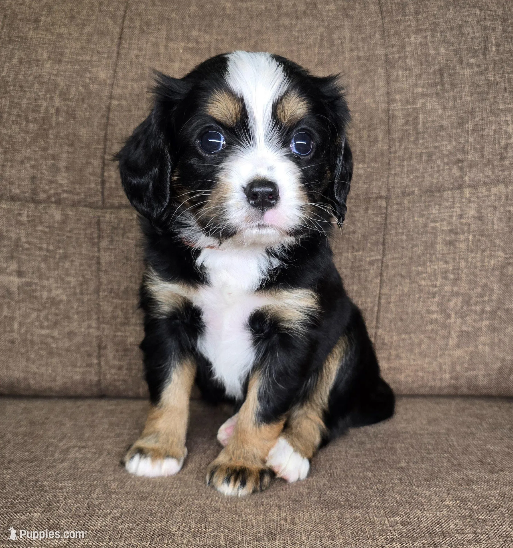 Lisbon (mauve collar) , a female Bernese Mountain Dog and Cavalier King Charles Spaniel for sale in Cuba City, WI – Photo 4 of 4