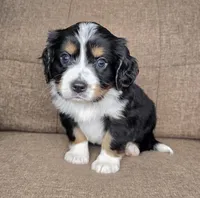 "Dublin" (tan collar) , a male Bernese Mountain Dog and Cavalier King Charles Spaniel for sale in Cuba City, WI – Photo 2 of 2