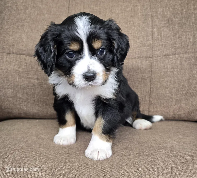 "Dublin" (tan collar)  – Bernese Mountain Dog, Cavalier King Charles Spaniel puppy for sale in Cuba City, WI