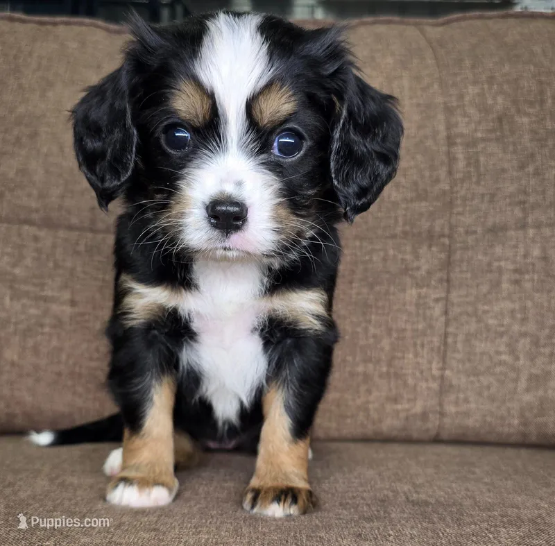 Lisbon (mauve collar)  – Bernese Mountain Dog, Cavalier King Charles Spaniel puppy for sale in Cuba City, WI