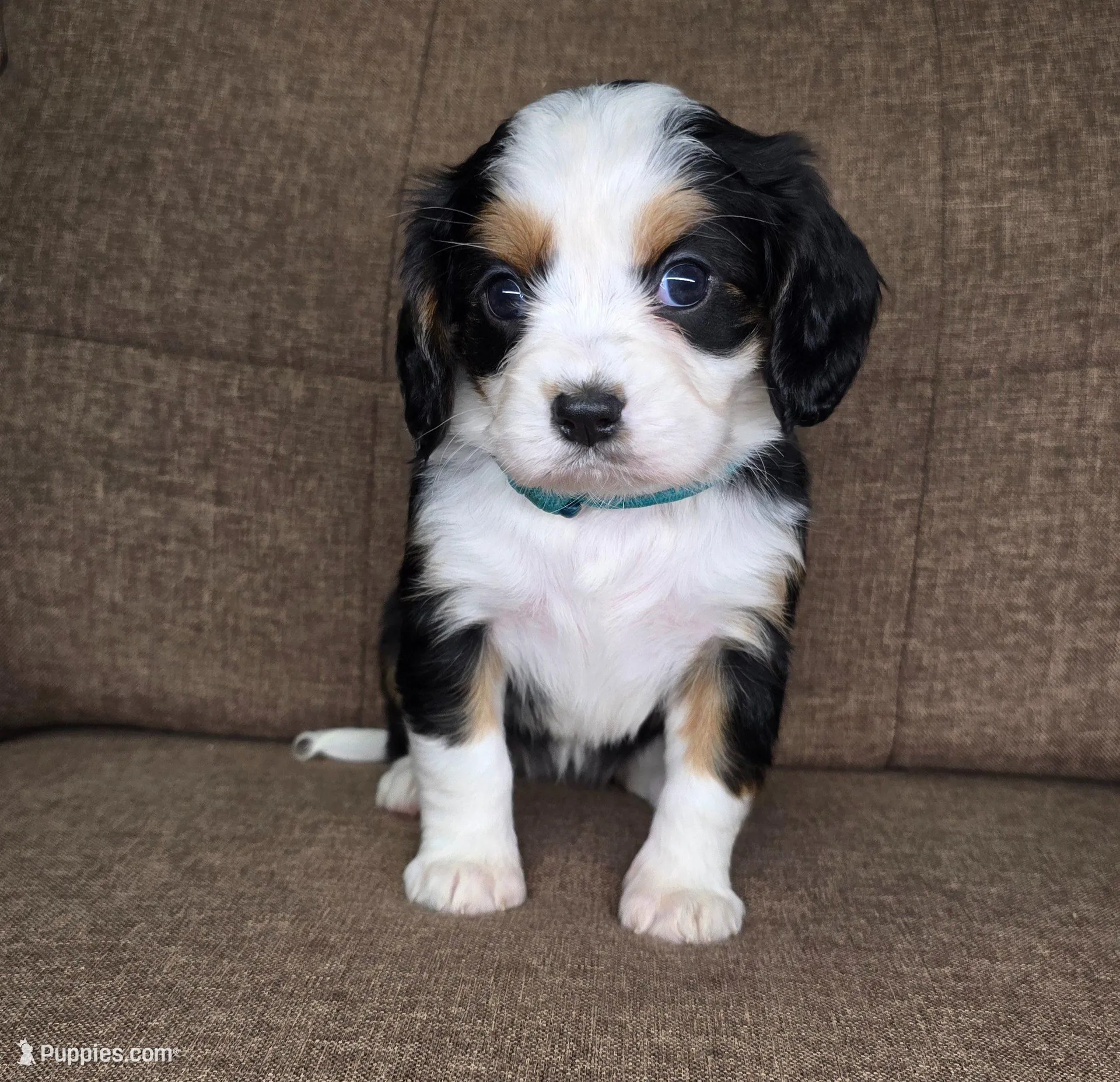 "Paris" (teal collar) , a female Bernese Mountain Dog and Cavalier King Charles Spaniel for sale in Cuba City, WI – Photo 2 of 3