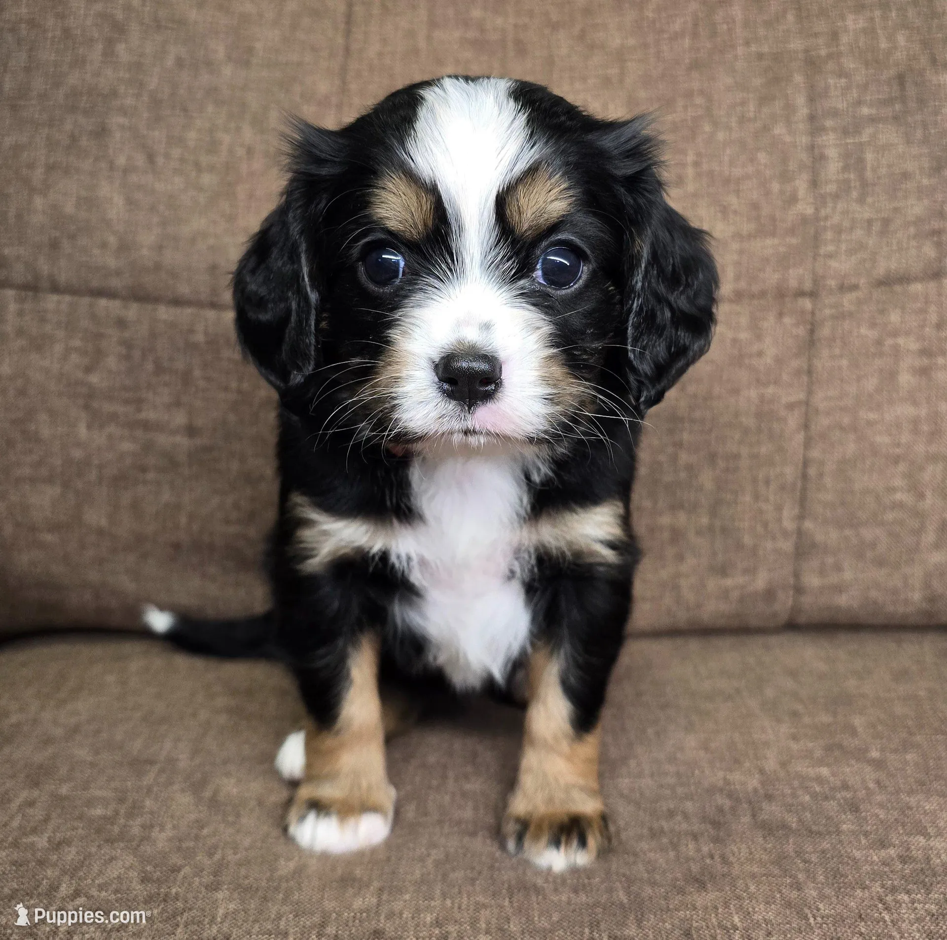 Lisbon (mauve collar) , a female Bernese Mountain Dog and Cavalier King Charles Spaniel for sale in Cuba City, WI – Photo 2 of 4