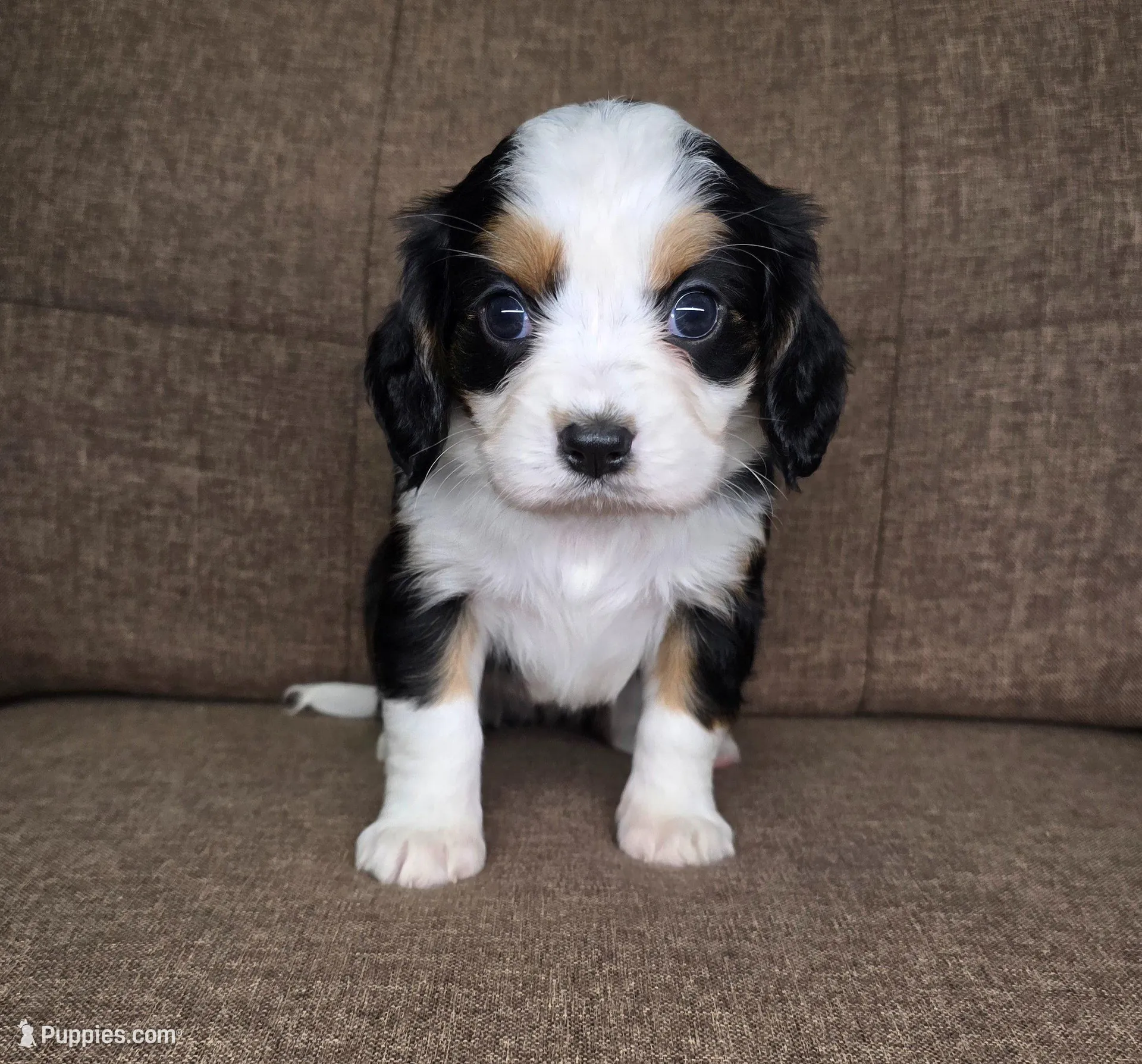 "Paris" (teal collar) , a female Bernese Mountain Dog and Cavalier King Charles Spaniel for sale in Cuba City, WI – Photo 3 of 3