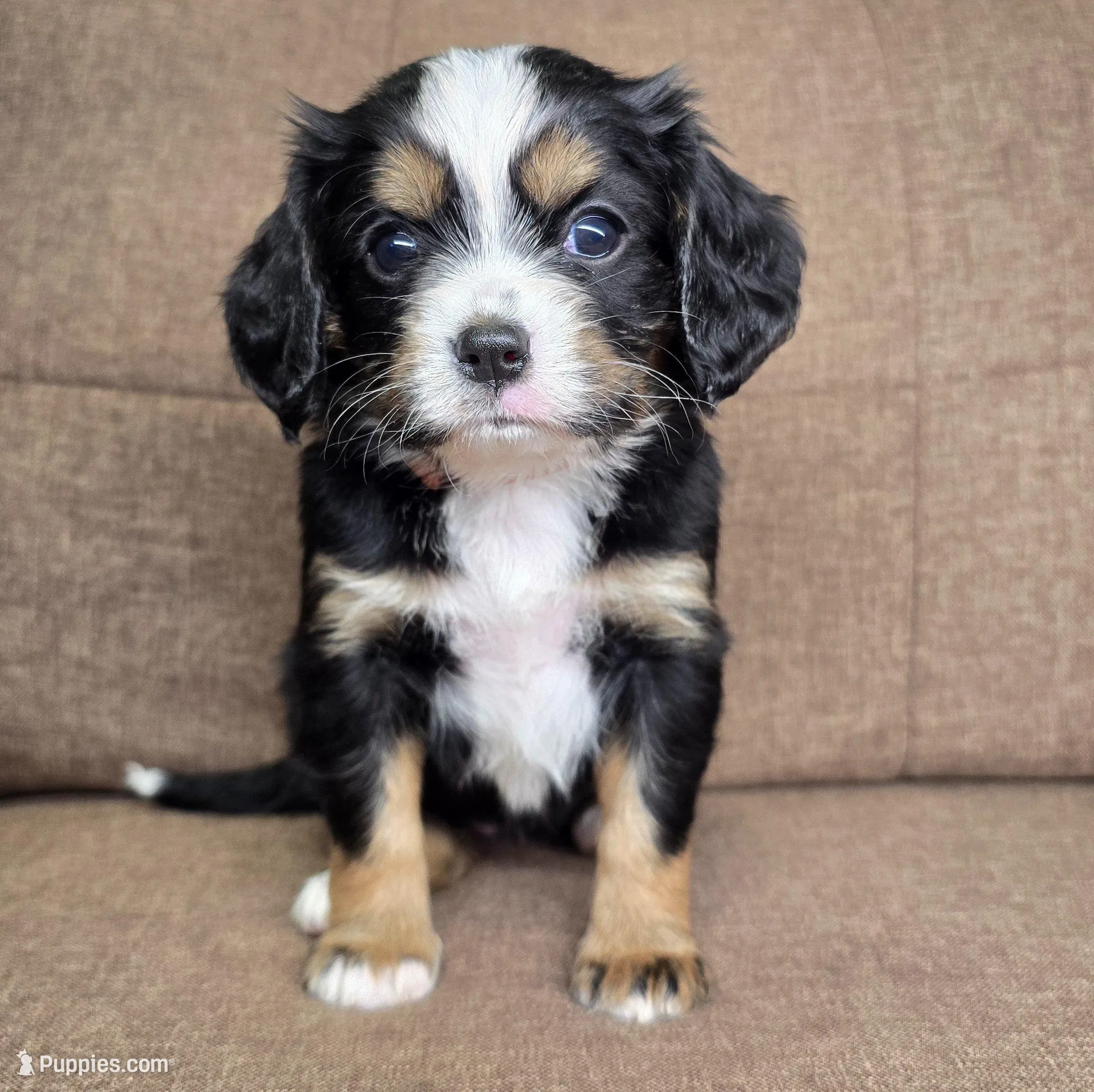 Lisbon (mauve collar) , a female Bernese Mountain Dog and Cavalier King Charles Spaniel for sale in Cuba City, WI – Photo 3 of 4