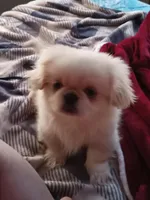 Bailey, a male Pekingese for sale in Niangua, MO – Photo 2 of 2