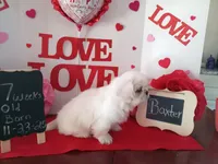 processed/c8753942-8cf8-4f0e-aea6-06a3d30a0c57/listing/90a1888c-f604-49dc-9bc3-98ecd7065faa/8fd2ba3c-0e20-4060-8379-f27e040c2c49