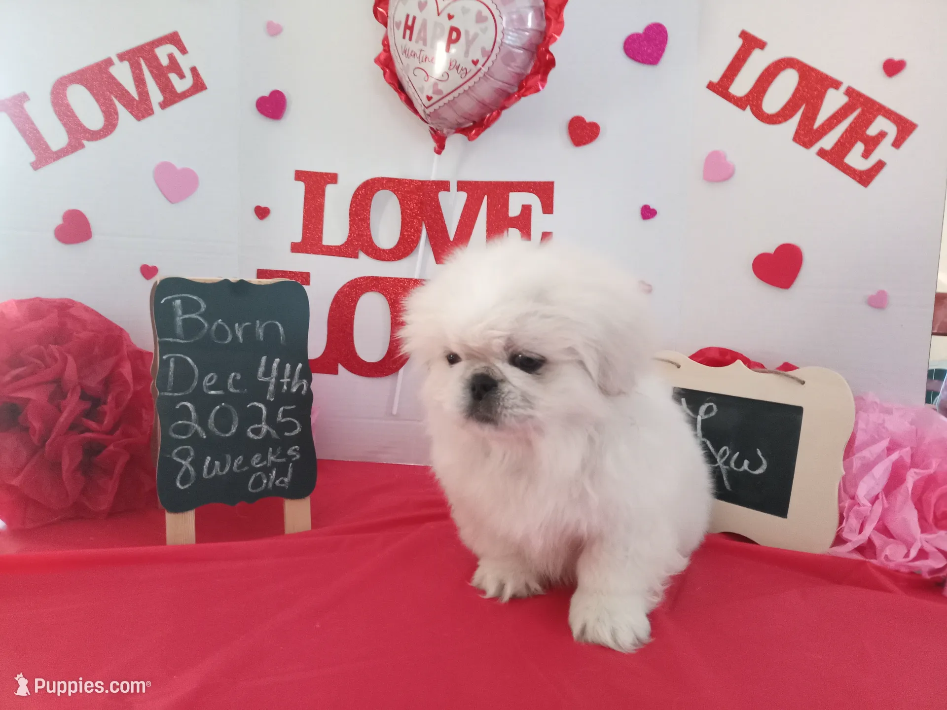 processed/c8753942-8cf8-4f0e-aea6-06a3d30a0c57/listing/99211716-89f6-4930-940e-a6099c0af1b4/a19b0e12-ec2f-4b25-9f5f-f5613b7c9480