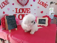 processed/c8753942-8cf8-4f0e-aea6-06a3d30a0c57/listing/c299b3a5-c158-49d9-91f9-ae5fafcef638/749653ae-afde-4eaa-9dc0-09a0b7a6194d