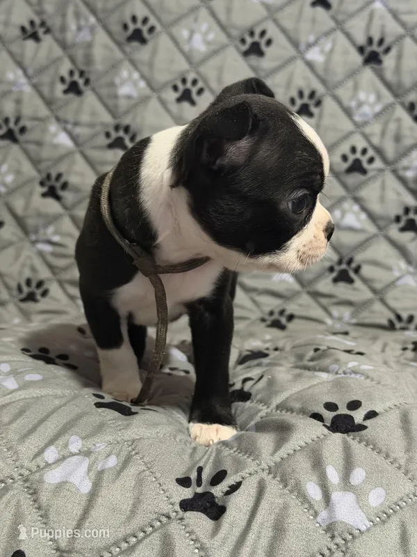 Maverick – Boston Terrier puppy on hold in Sarcoxie, MO