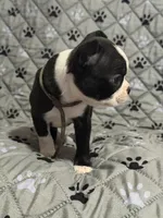 Maverick, a male Boston Terrier for sale in Sarcoxie, MO – Photo 1 of 7