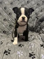 Maverick, a male Boston Terrier for sale in Sarcoxie, MO – Photo 5 of 7